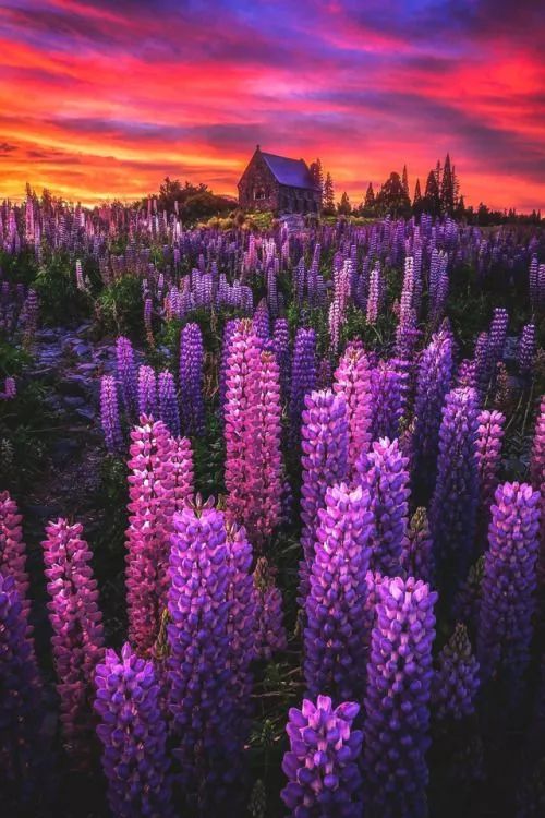 最美風(fēng)景《魯冰花》，送給母親的花！