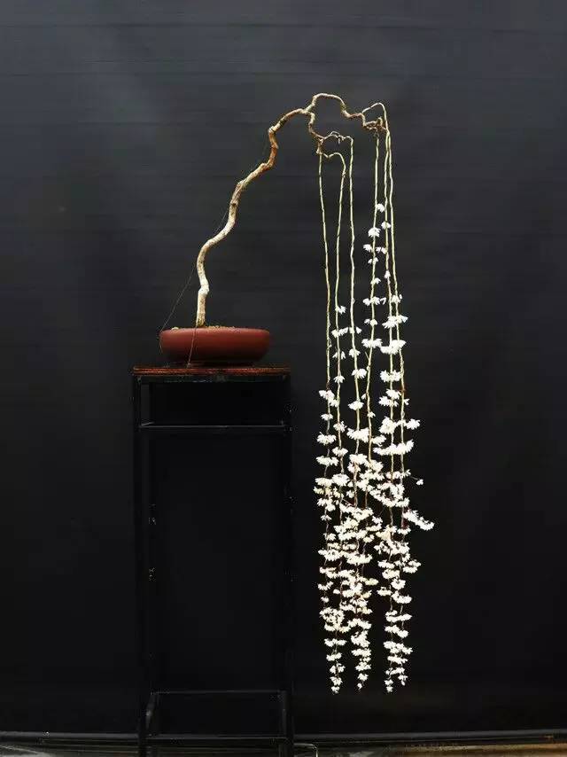 頂級盆景藝術，一種讓世人驚嘆的美！