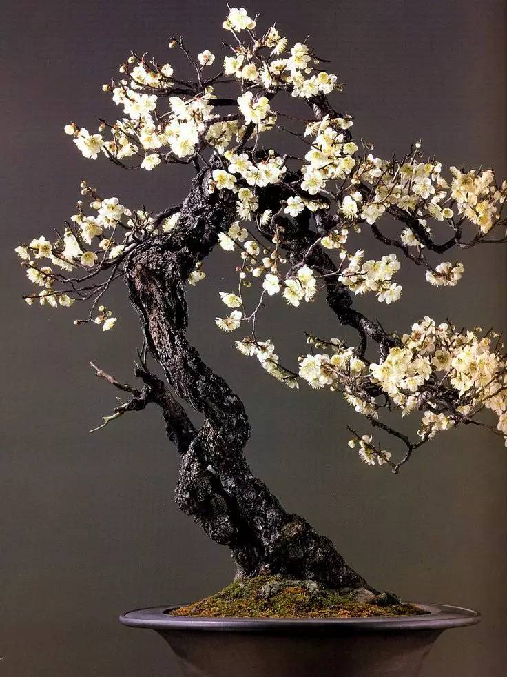 頂級盆景藝術，一種讓世人驚嘆的美！