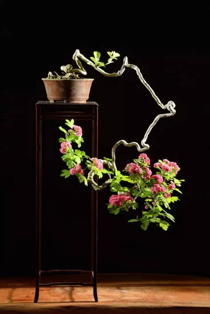 頂級盆景藝術，一種讓世人驚嘆的美！