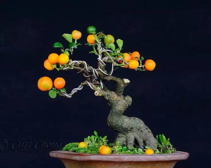 頂級(jí)盆景藝術(shù)，一種讓世人驚嘆的美！