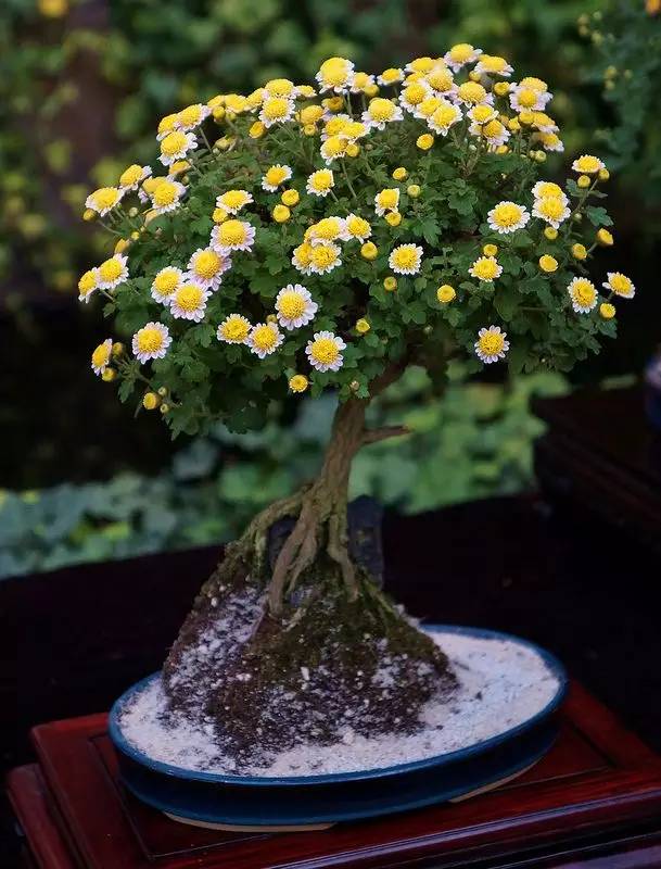 頂級(jí)盆景藝術(shù)，一種讓世人驚嘆的美！