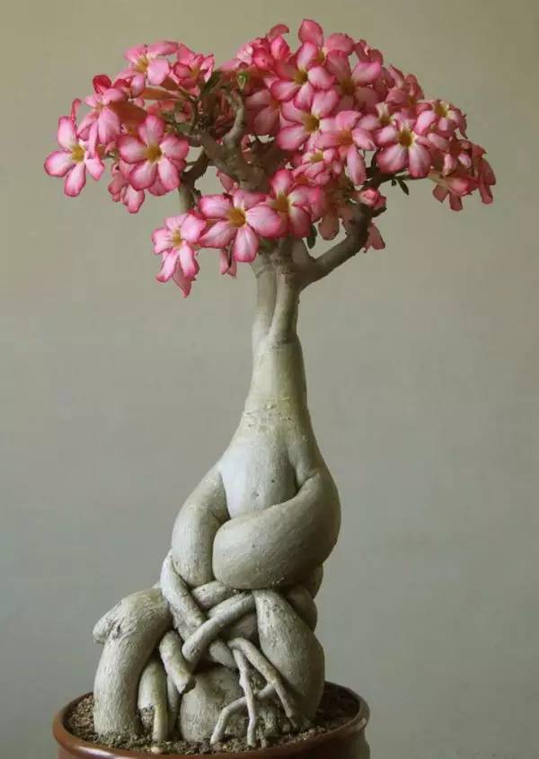 頂級(jí)盆景藝術(shù)，一種讓世人驚嘆的美！