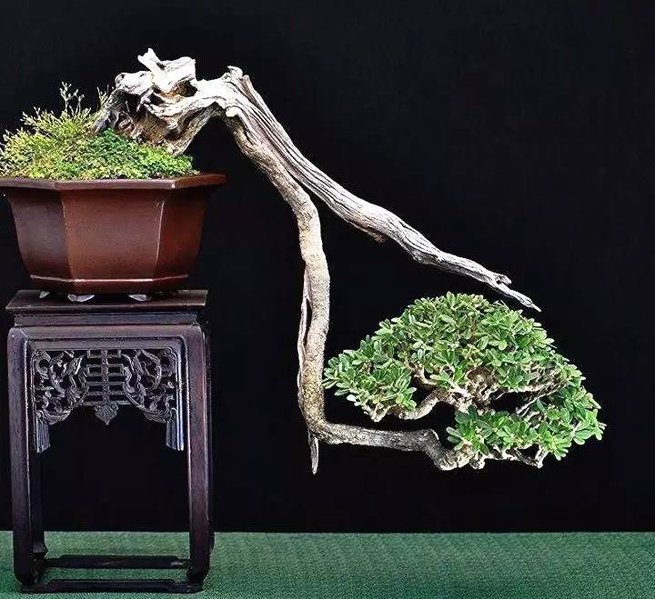 頂級(jí)盆景藝術(shù)，一種讓世人驚嘆的美！
