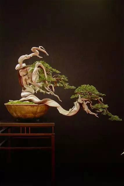頂級(jí)盆景藝術(shù)，一種讓世人驚嘆的美！