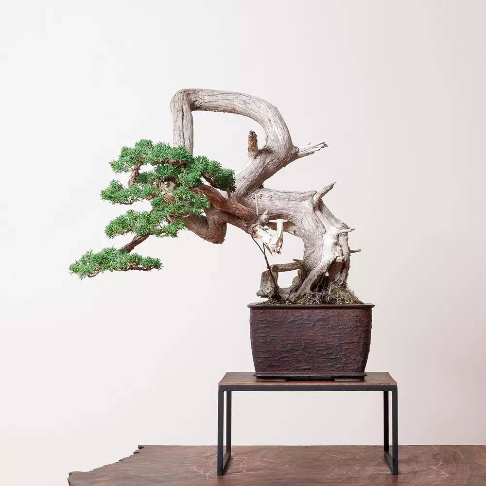 頂級(jí)盆景藝術(shù)，一種讓世人驚嘆的美！