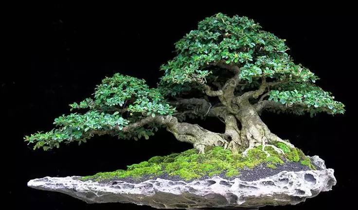 頂級(jí)盆景藝術(shù)，一種讓世人驚嘆的美！