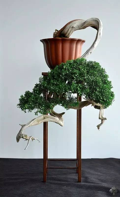 頂級(jí)盆景藝術(shù)，一種讓世人驚嘆的美！