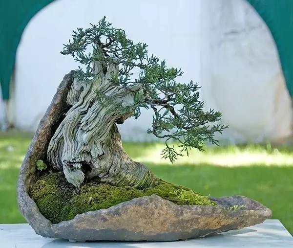 頂級(jí)盆景藝術(shù)，一種讓世人驚嘆的美！