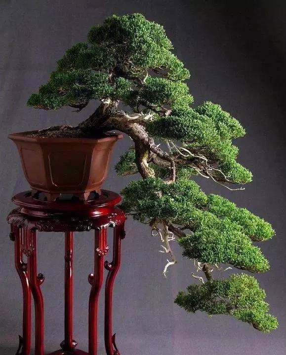 頂級盆景藝術，一種讓世人驚嘆的美！