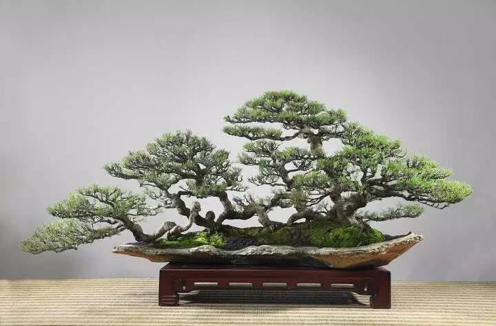 頂級(jí)盆景藝術(shù)，一種讓世人驚嘆的美！
