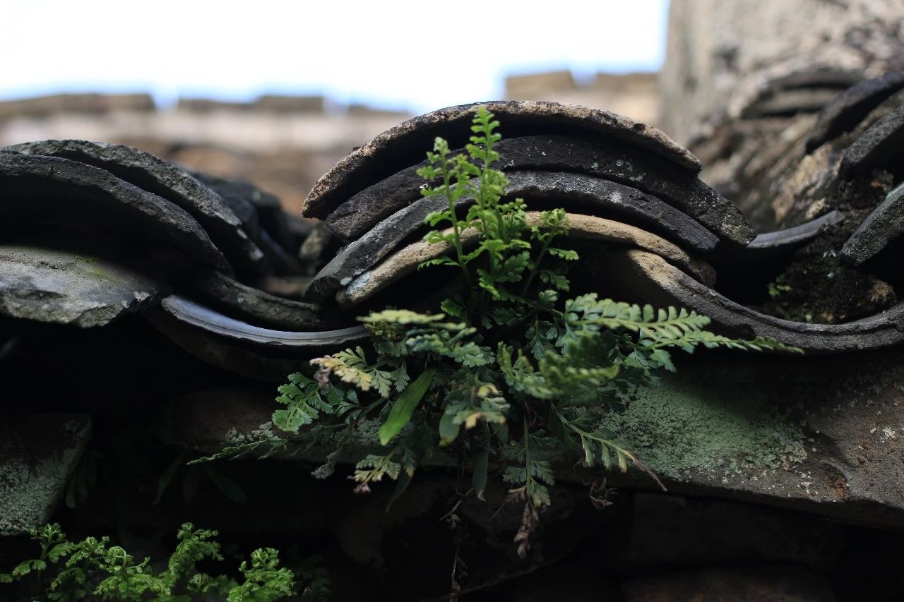 九熹·大樂之野，流水的大樂之野鐵打的小白墻