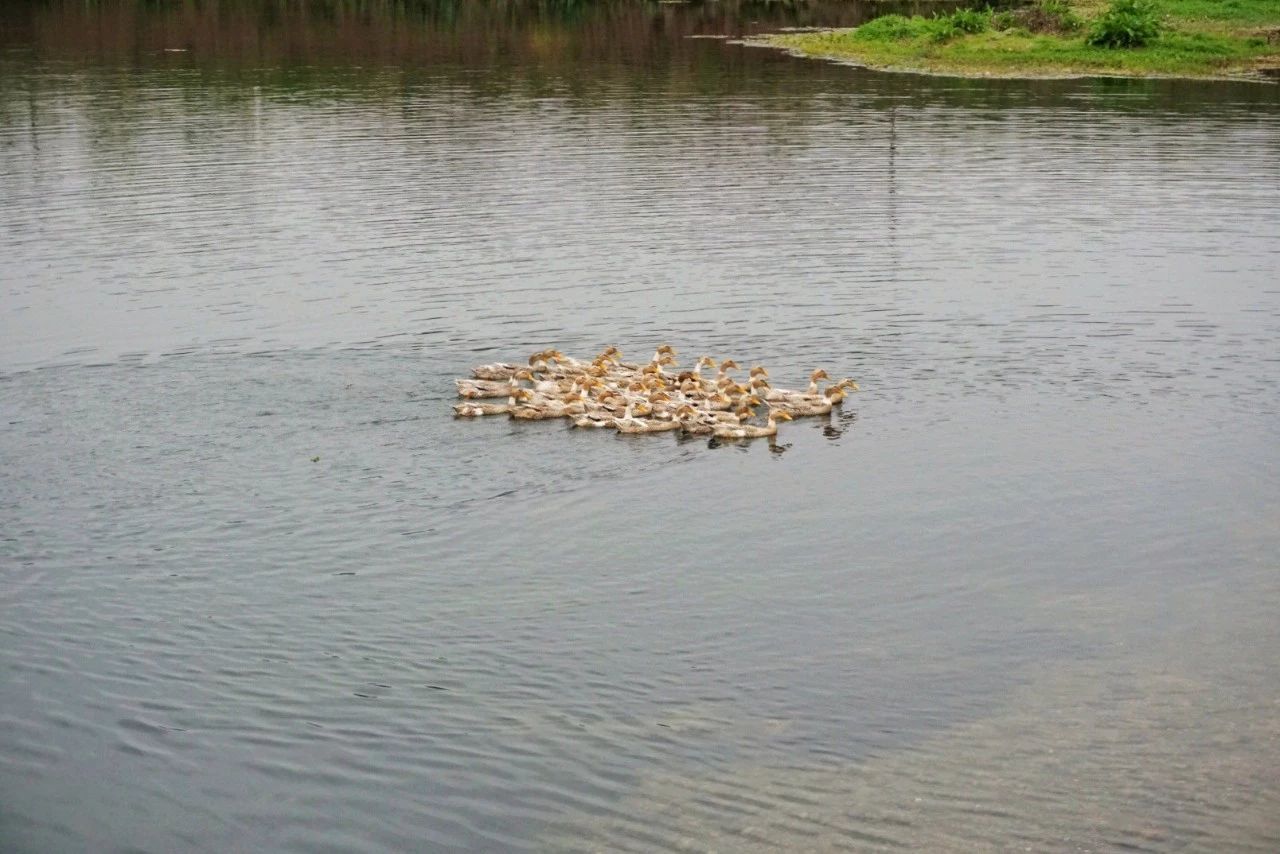 九熹·大樂之野，流水的大樂之野鐵打的小白墻