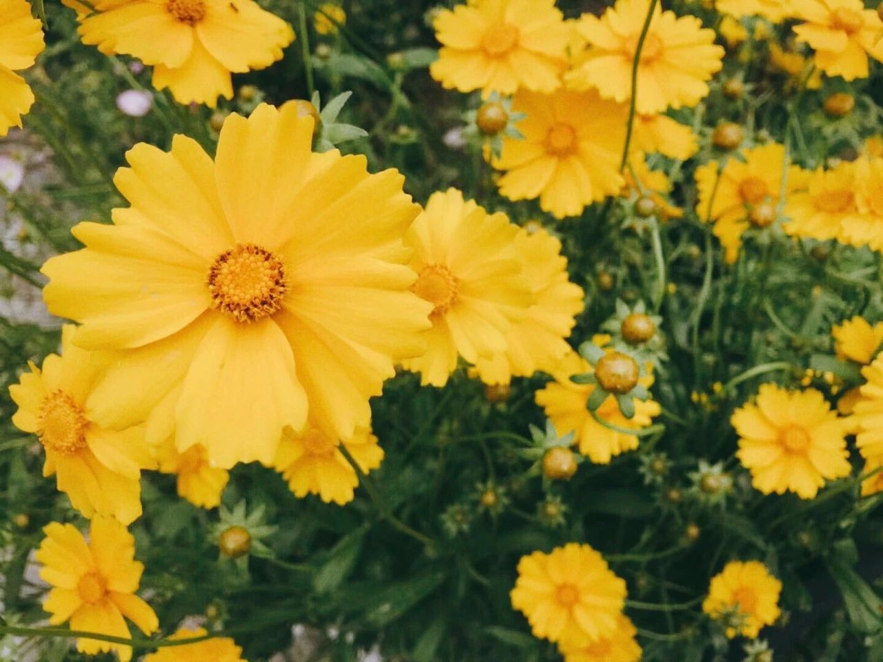 黃山·東田別野，日出而作日落而息的時光野