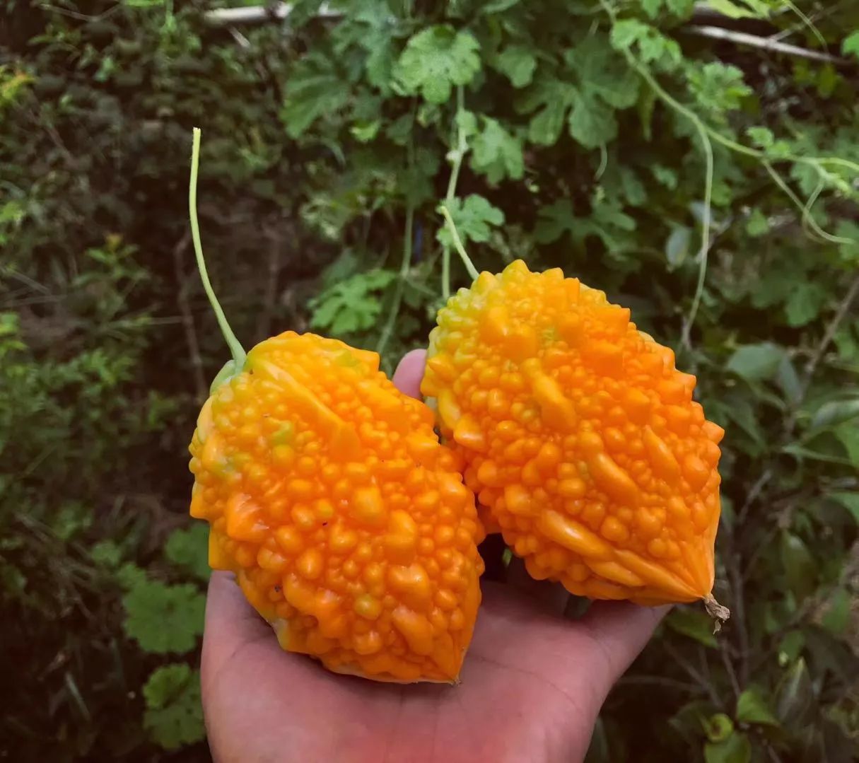 黃山·東田別野，日出而作日落而息的時光野