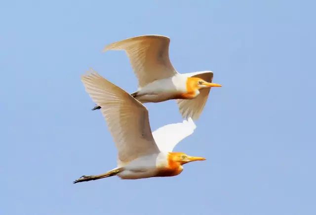 傳說中的比翼雙飛，美景美哉!