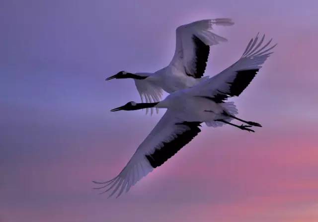 傳說(shuō)中的比翼雙飛，美景美哉!