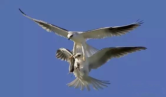 傳說(shuō)中的比翼雙飛，美景美哉!