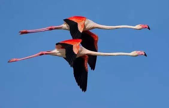 傳說(shuō)中的比翼雙飛，美景美哉!