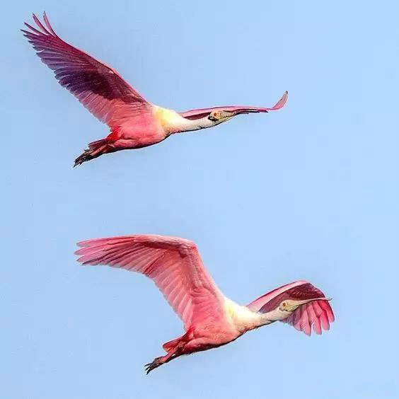 傳說(shuō)中的比翼雙飛，美景美哉!