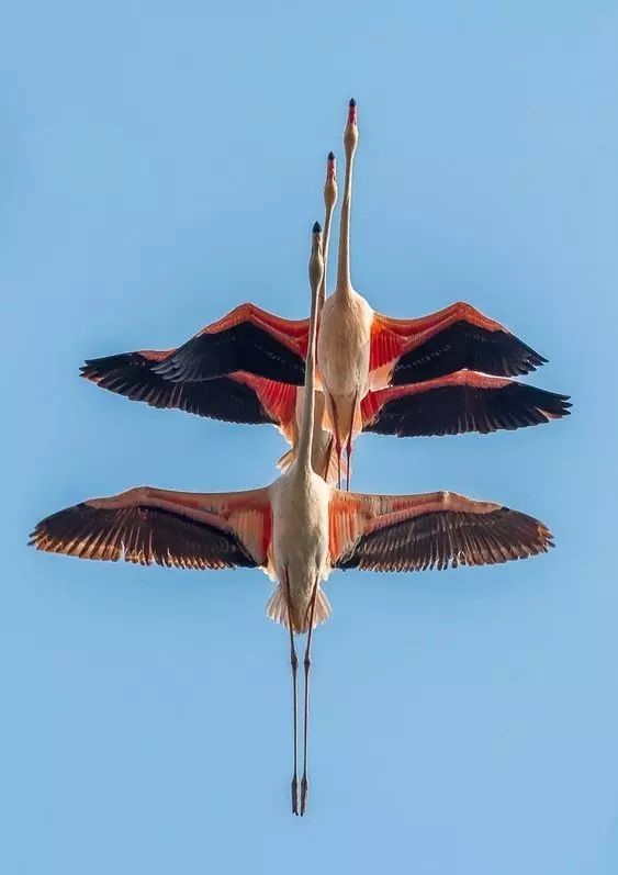 傳說(shuō)中的比翼雙飛，美景美哉!