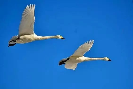 傳說中的比翼雙飛，美景美哉!
