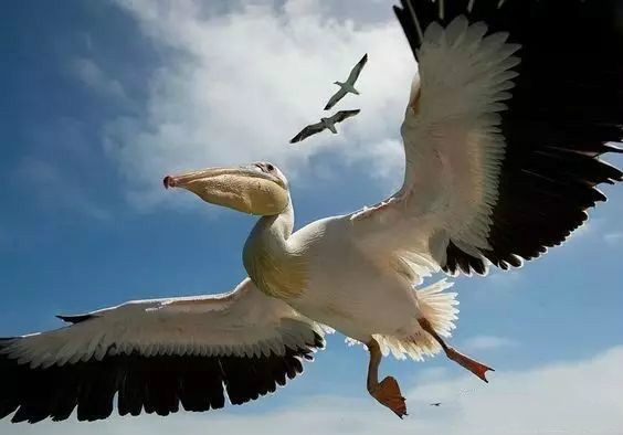 傳說中的比翼雙飛，美景美哉!