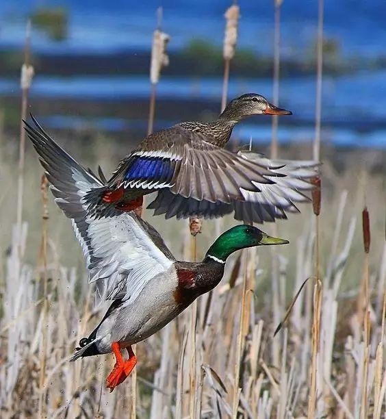 傳說中的比翼雙飛，美景美哉!
