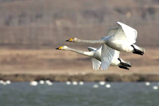 傳說中的比翼雙飛，美景美哉!