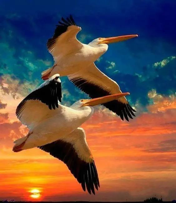 傳說中的比翼雙飛，美景美哉!