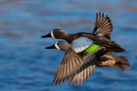 傳說中的比翼雙飛，美景美哉!