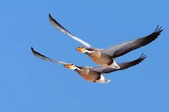 傳說中的比翼雙飛，美景美哉!