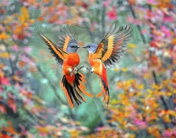 傳說(shuō)中的比翼雙飛，美景美哉!