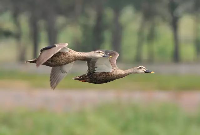 傳說中的比翼雙飛，美景美哉!