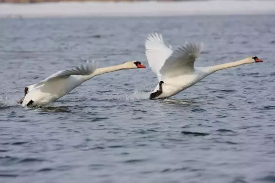 傳說(shuō)中的比翼雙飛，美景美哉!