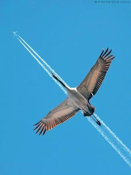 傳說(shuō)中的比翼雙飛，美景美哉!