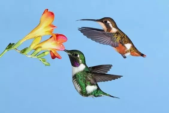 傳說(shuō)中的比翼雙飛，美景美哉!