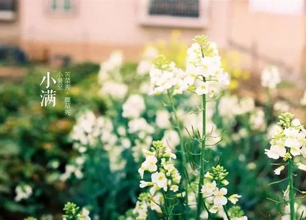 小滿節(jié)氣，人生小滿
