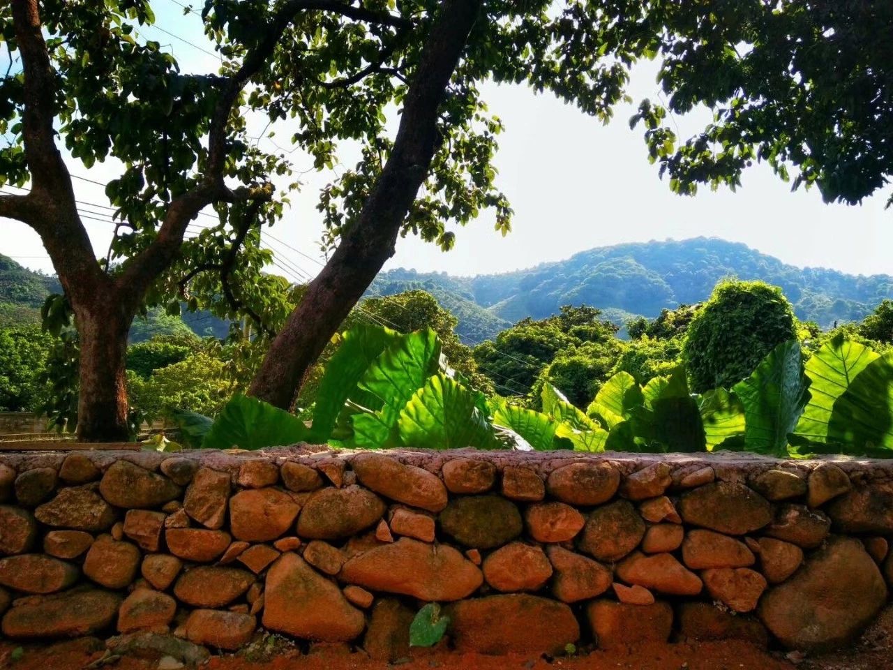 廣州·菁木山舍，有個木屋開滿鮮花看花開花落
