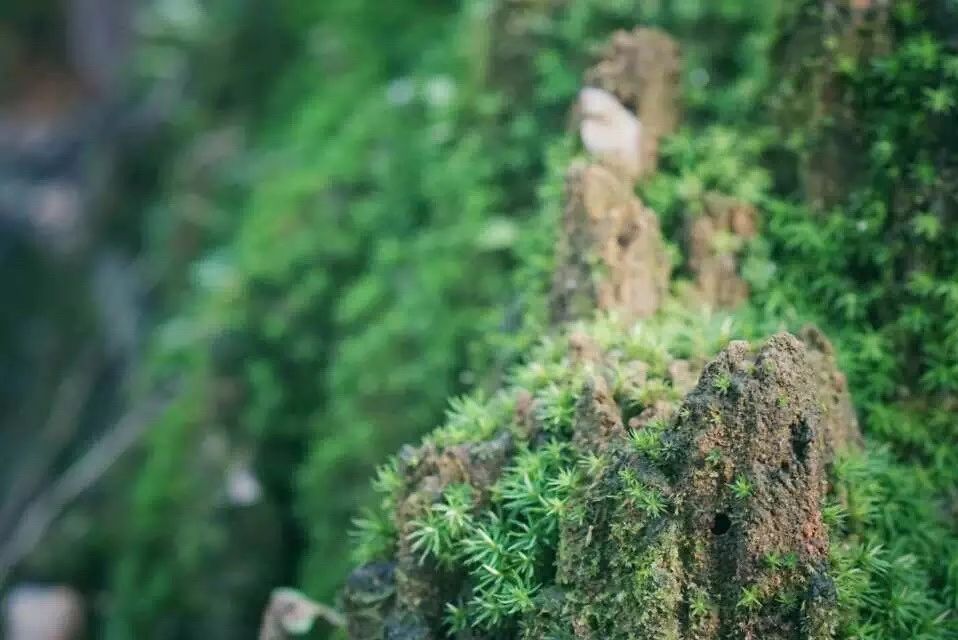 廣州·菁木山舍，有個木屋開滿鮮花看花開花落