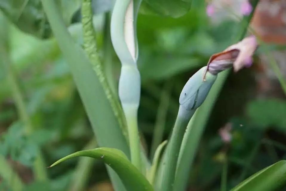 廣州·菁木山舍，有個木屋開滿鮮花看花開花落