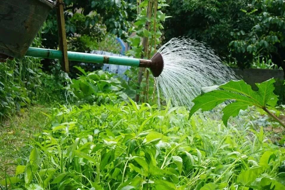 廣州·菁木山舍，有個(gè)木屋開滿鮮花看花開花落