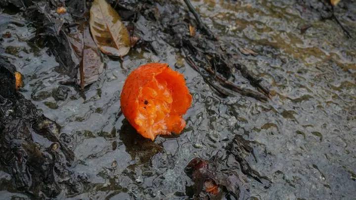 廣州·菁木山舍，有個木屋開滿鮮花看花開花落