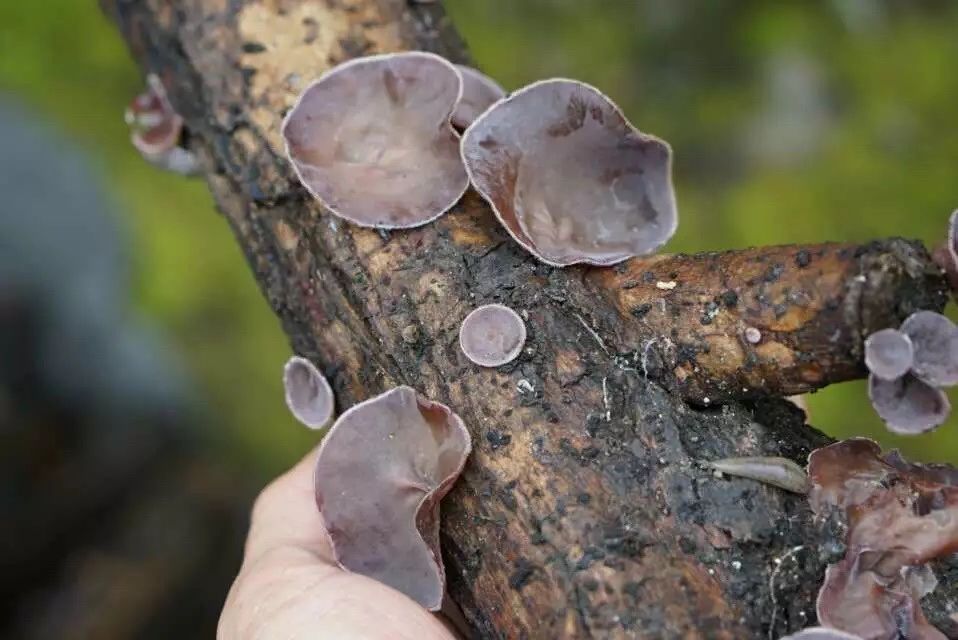 廣州·菁木山舍，有個(gè)木屋開滿鮮花看花開花落