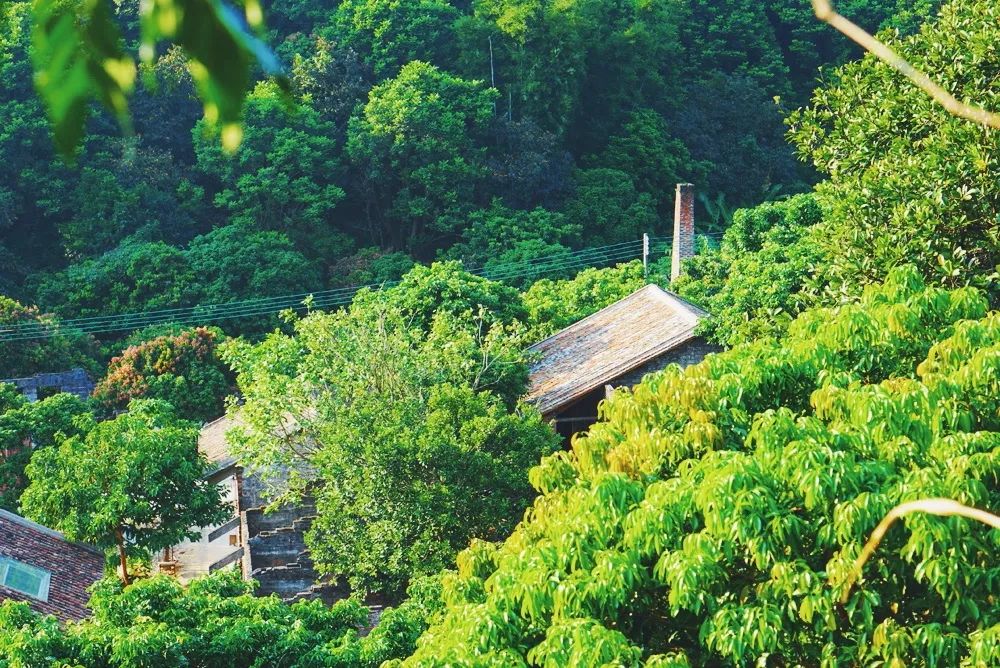 廣州·菁木山舍，有個木屋開滿鮮花看花開花落