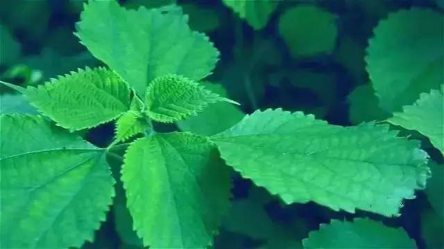 中國最古老布料:夏布微涼款款起舞