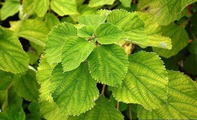 中國最古老布料:夏布微涼款款起舞