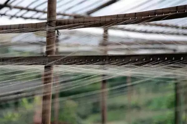 中國最古老布料:夏布微涼款款起舞