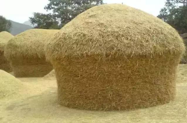 民俗文化童趣：二十年前割麥的童年