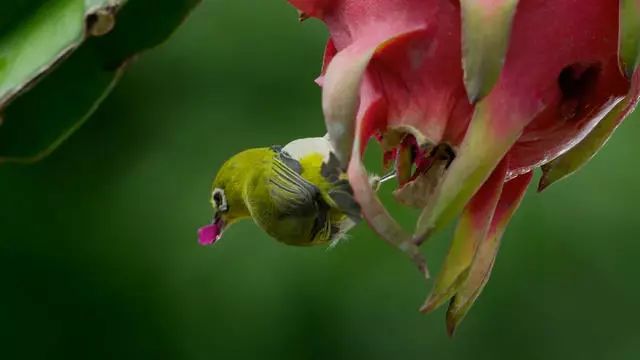 騰沖·敘蘭亭，不是讓古宅在時光中老去